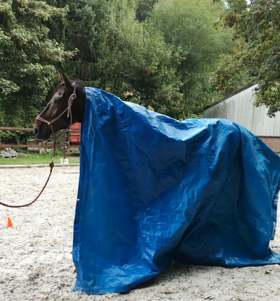 Pferd laesst sich in LKW Plane einwickeln