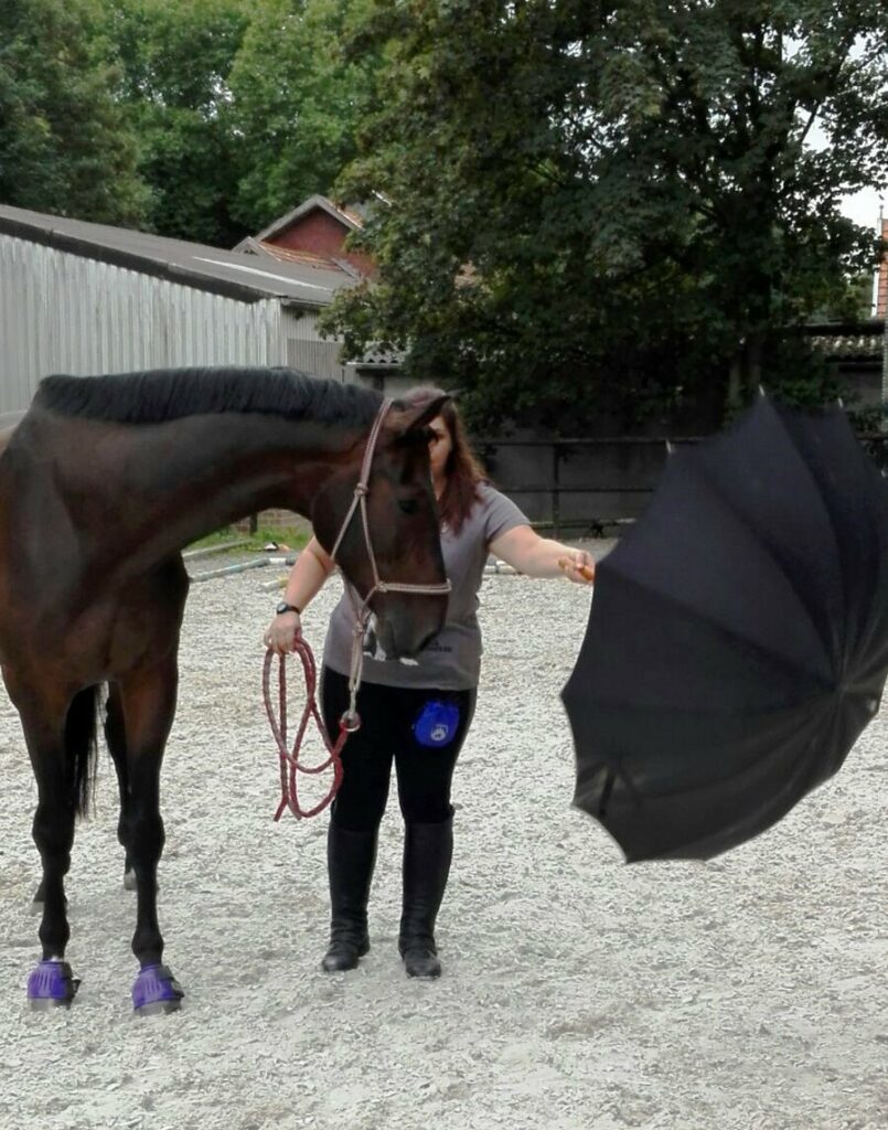 Pferd betrachtet einen aufgespannten Regenschirm kritisch