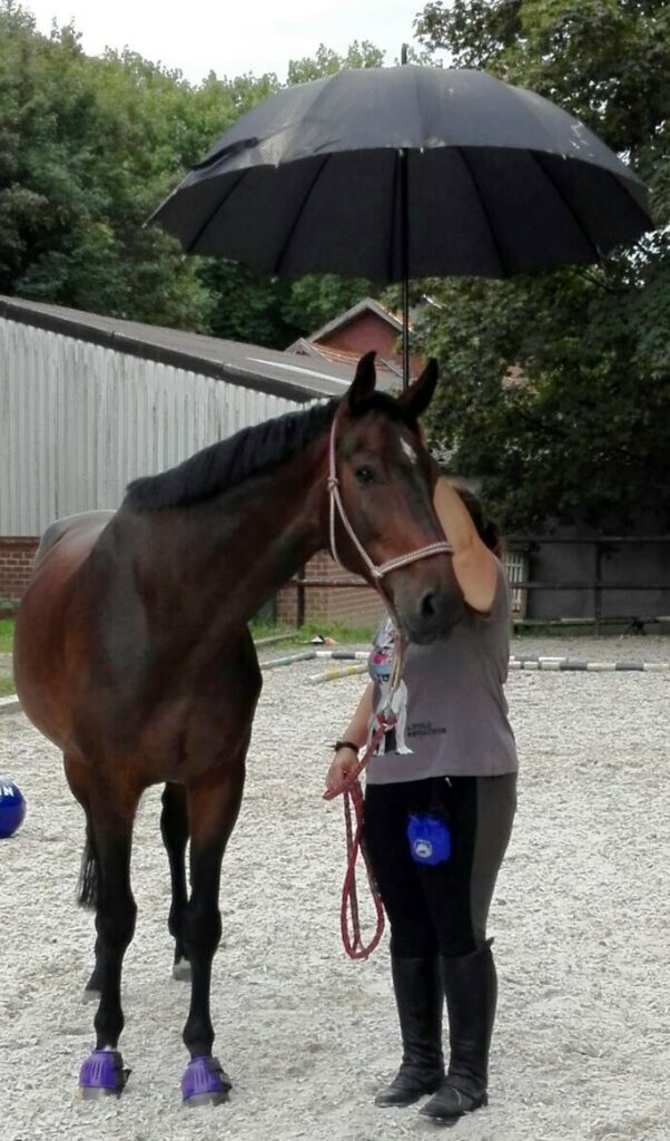 Pferd hat den Regenschirm akzeptiert